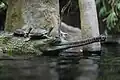 Gharial