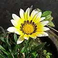 Yellow and White variety of Gazania rigens