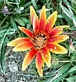 Gazania flower with some dew droplets