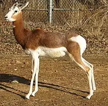 Mhorr gazelle