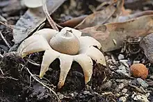 A light gray-brown flattened sacs with pointy "beaks" on top. The sac is resting on thick, rough-surfaced fleshy rays that curl downwards and raise the sac above the ground. On the ground are pieces of decaying wood, twigs and leaves.