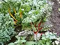 Swiss chard, showing one plant expressing yellow betaxanthins and another expressing red betacyanins