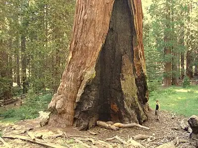 The base of the General Grant tree