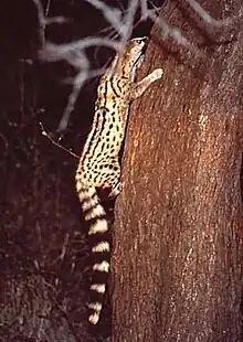 Brown and black viverrid climbing a tree