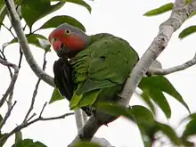 Green parrot with rose cheeks and brow