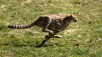 A sprinting cheetah