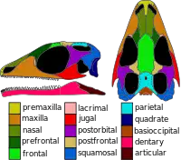 Skull reconstruction of Gephyrosaurus a likely basal rhynchocephalian