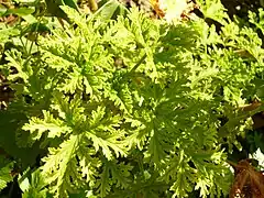 Pelargonium 'Graveolens' leaf