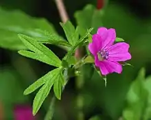 "flowers and foliage"