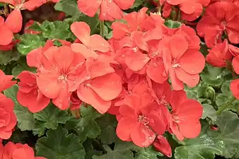 Garden geraniums scarlet flowers