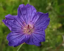 Geranium incanum, like most geraniums and pelargoniums, sheds its anthers, sometimes its stamens as well, as a barrier to self-pollination. This young flower is about to open its anthers, but has not yet fully developed its pistil.