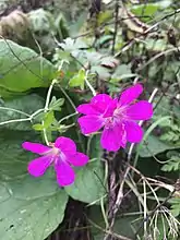 Picture showing a regular flower of Geranium palustre on the left, and a fasciated one with a double amount of petals and two pistils.