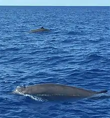 Gray whales