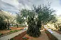 Olive tree