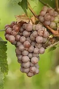 The Gewurztraminer grape variety with a pink skin, which produces a white wine