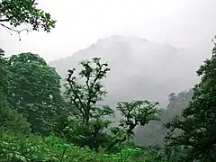 Rain forest in Gilan