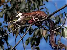 Black giant squirrel, Nameri National Park