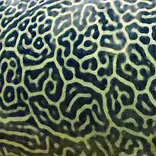 Detail of giant pufferfish skin pattern