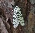 Giant leopard moth Hypercompe scribonia