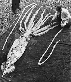 Examination of a 9 m giant squid