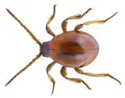 Gibbium psylloides