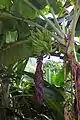 Bananas grown on Gibney Beach.