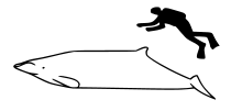 Ginkgo-toothed beaked whale size