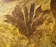 Fossil of Ginkgo huttoni. Photo taken at Naturalis Museum in Leiden, The Netherlands.