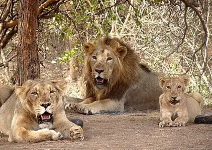 An Asiatic Lion family in Gir National Park