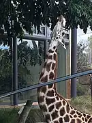 Giraffe - Auckland Zoo 2018