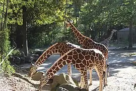 Giraffes.