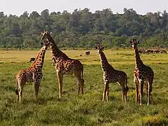 Arusha NP