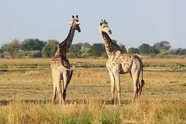 Two giraffes