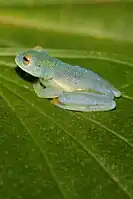 Cochranella granulosa from Costa Rica