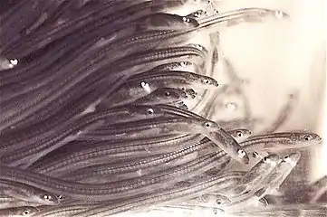 Larval eels become glass eels as they transition from the ocean to fresh water.