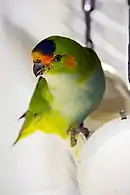 Green parrot with orange brow and cheeks, purple crown, and yellow tail