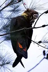 A brown parrot with a small crest and yellow neck