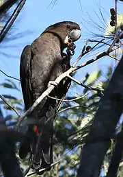 A brown parrot with black wings and a crest