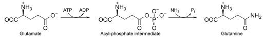 Glutamine synthetase reaction.