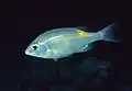 Striped large-eye bream (Gnathodentex aureolineatus)