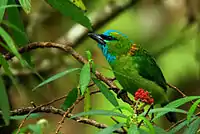 Photo of a green bird with patches of blue on its head and gold on its neck, perched in dense vegetation