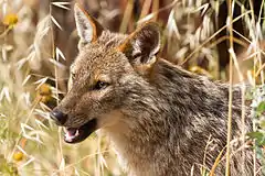 A jackal