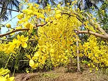 Blossomed golden shower tree in Kerala