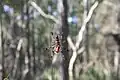 Golden silk (Banana) spider - Big Talbot Island Golden silk orb-weaver