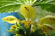 Flower cluster of Lamium galeobdolon with yellow petals, hooded flowers, and unequal stamens