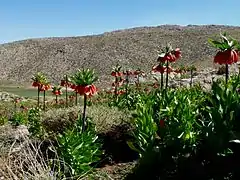 Plain of Fritillaria imperialis, Sepidan County