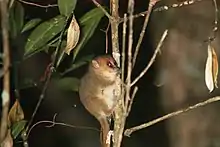 Brown lemur