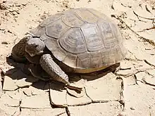 Agassiz's desert tortoise, "G. agassizii"