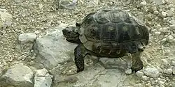 Texas Tortoise (Gopherus berlandieri), northern Tamaulipas, Mexico (9 July 2007).