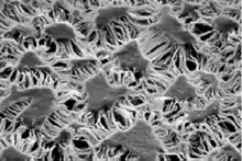 Gore-Tex membrane under an electron microscope